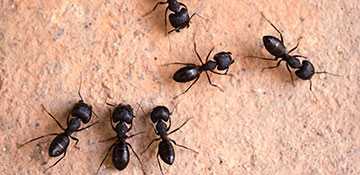 Broward County Ant Control