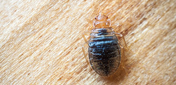 Broward County Bed Bug Treatment