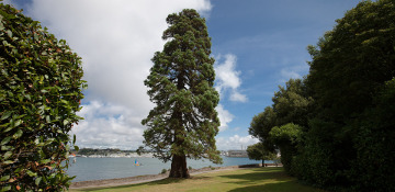 Cedar Tree Removal Tarrant County, TX