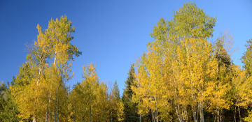 Quaking Aspen Tree Removal Tarrant County, TX