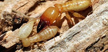 Termite Control Broward County, FL