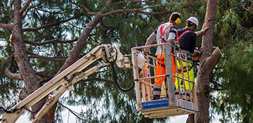 Tree Service Alameda County, CA