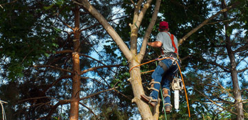 Tree Trimming Alameda County, CA